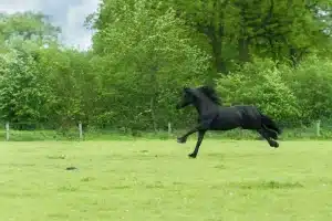 Black horse jumping in a field